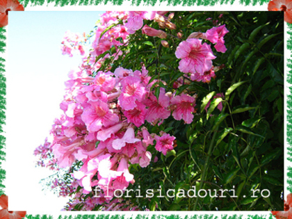 Podranea_ricasoliana_741