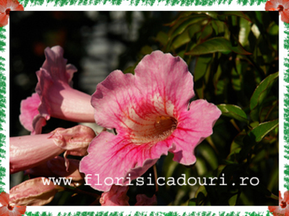 Podranea_ricasoliana_740