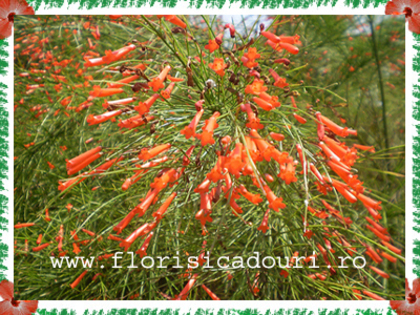 Russelia_equisetiformis_403