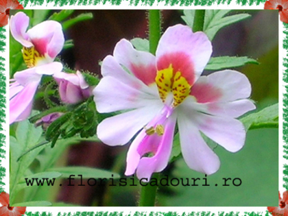 Schizanthus_pinnatus_374 - imagini preluate