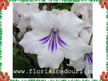 Streptocarpus_x_hybridus_462