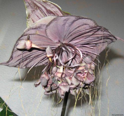 Tacca Chantrieri Aameyri (%u0147%u0155%u0119%u0119%u0155 %u0158%u0155?%u0148%u0111?%u013A %u0154%u01