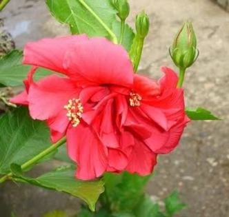 trandafirchinezesc - imagini preluate