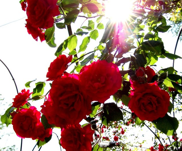 trandafiri-in-lumina1