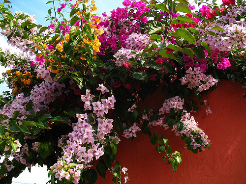 2452521734_1c530199a7