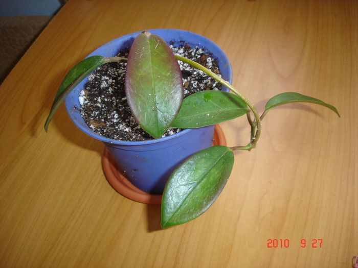 27.09.2010 - Hoya Australis tenuipes