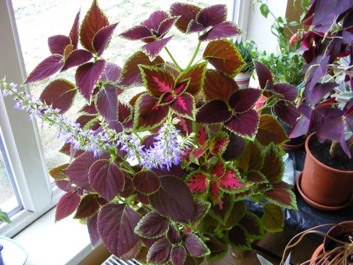 Coleus ... in casa