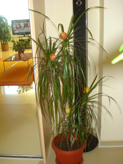 DRACENA CU PAPALAU:)) - FLORILE MELE