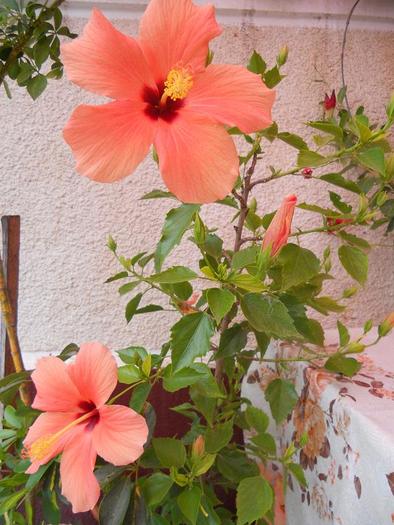 hibiscus  piersic simplu - diferite flori