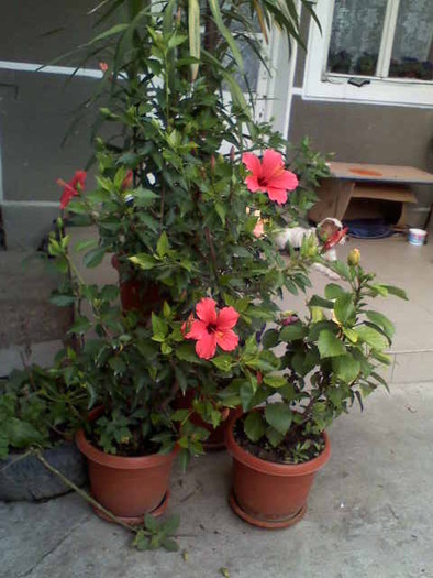 hibiscus  rosu  simplu