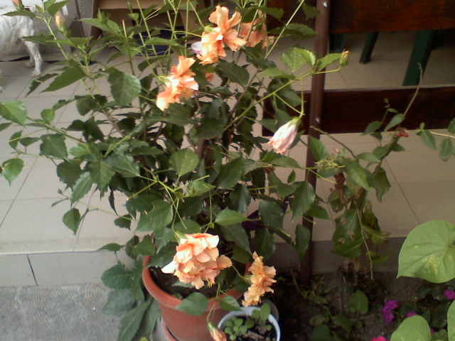 hibiscus  oranj   dublu