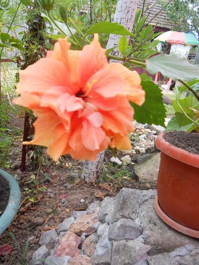 hibiscus oranj  involt - diferite flori