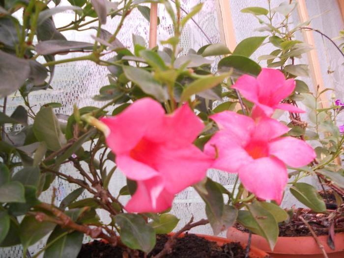 mandevilla roz  inchis