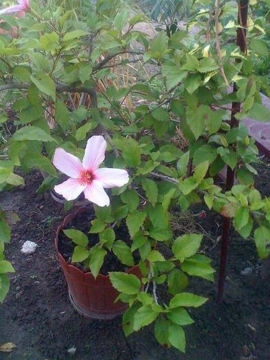 hibiscus alb simplu