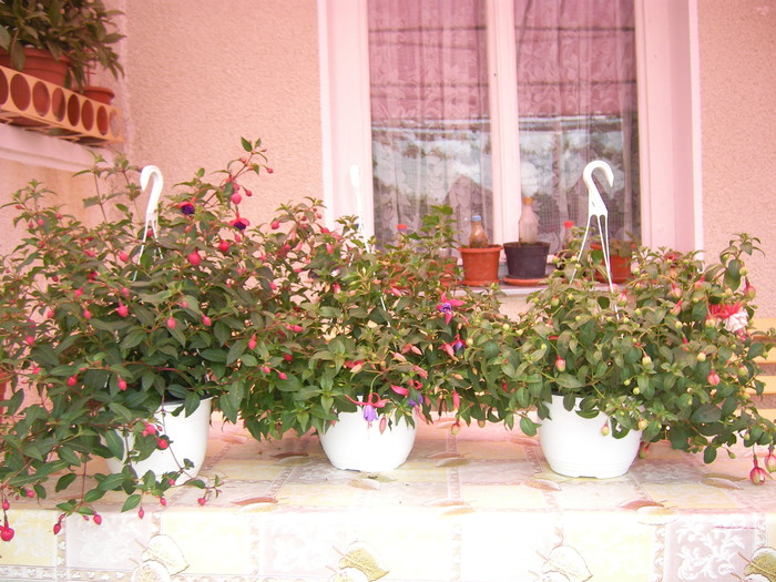 fuchsii