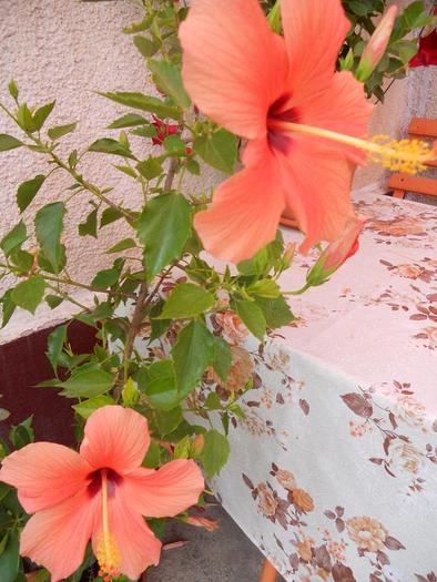 hibiscus piersica  simplu