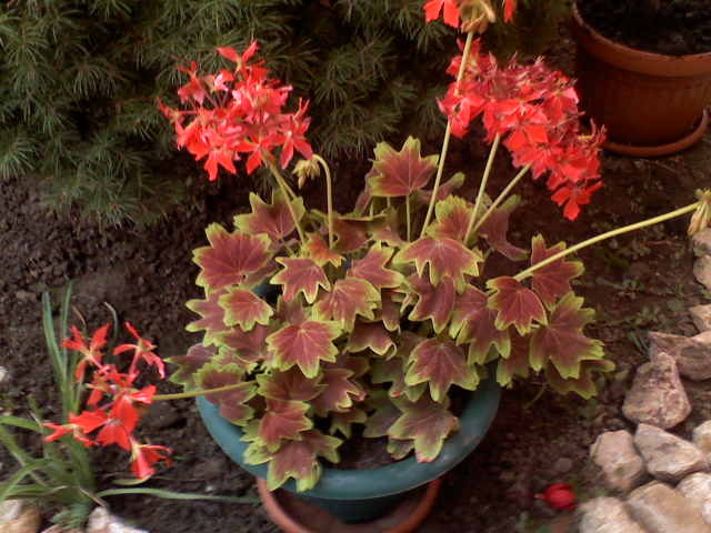 pelargonium zonale germania
