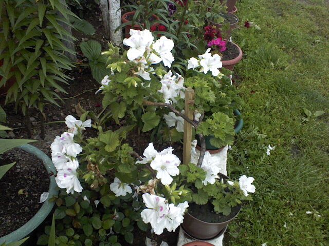 pelargonium grandiflorum alba