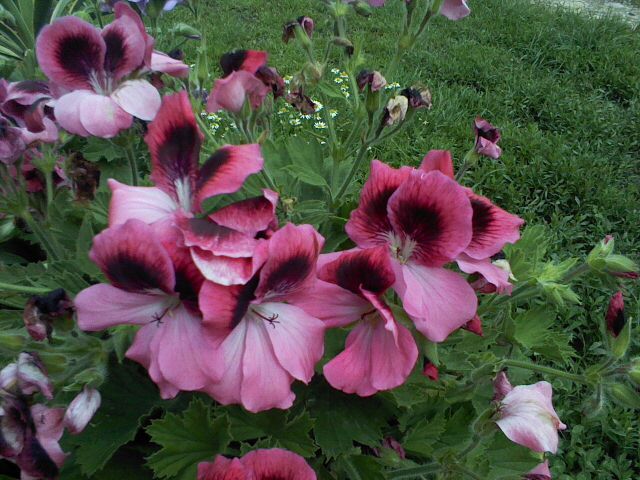 pelargonium