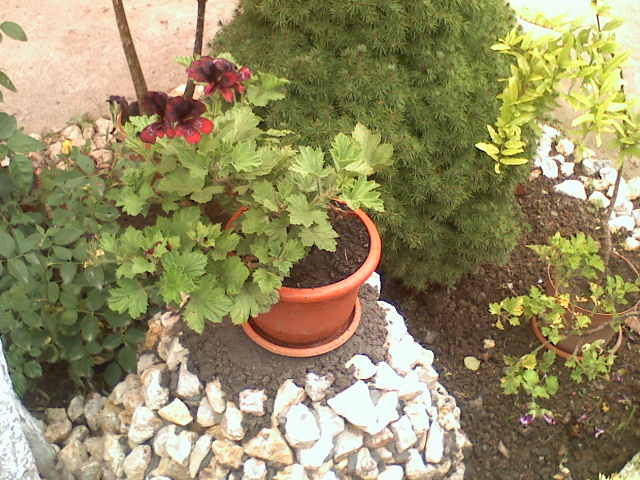pelargonium