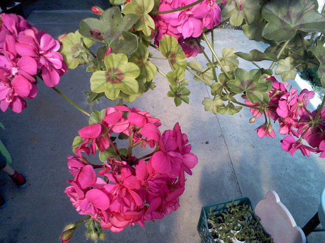 Pic0526126