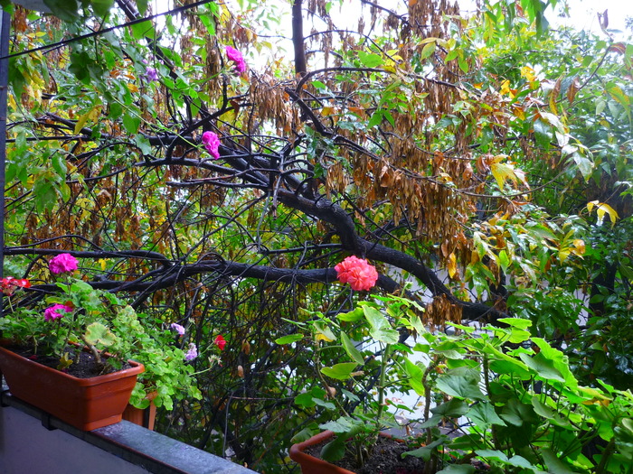 vine toamna iar frasinul meu vestitor incepe sa-si valseze frunzele, 25 septembrie 2010