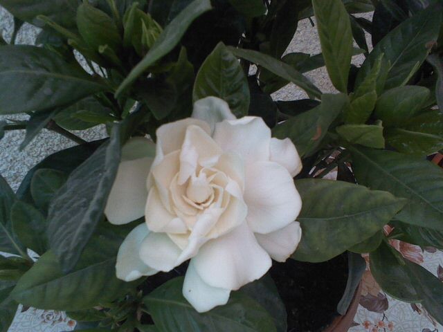 gardenia augusta - diferite flori