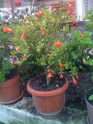 punica granatum