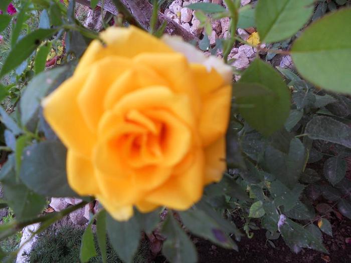 trandafir  pitic  orange