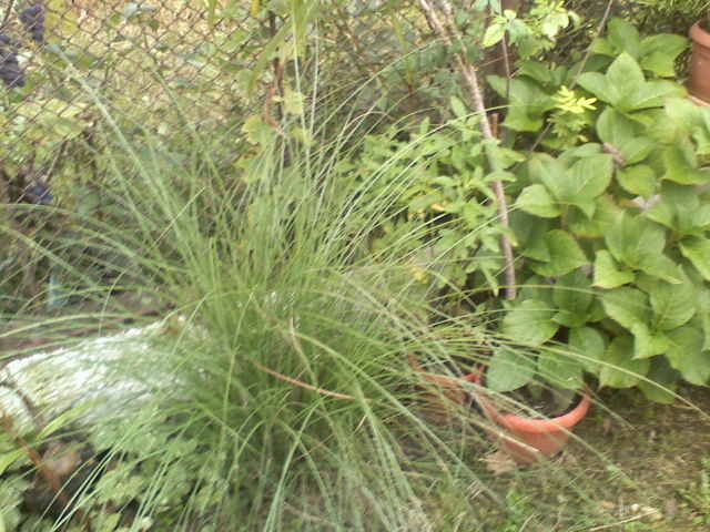iarba de  pampas