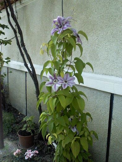 clematis - diferite flori
