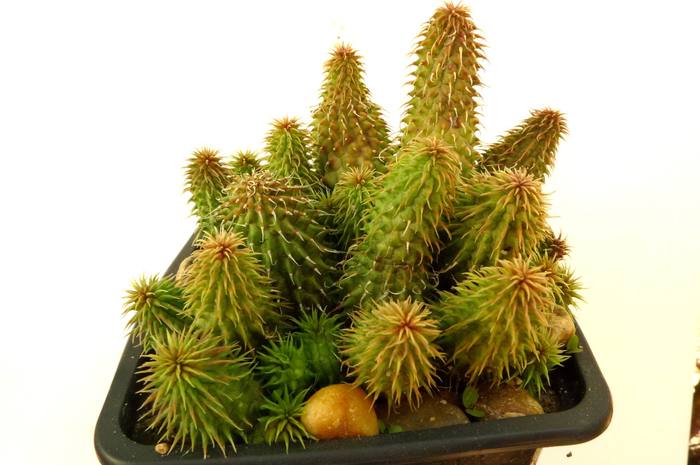  - Huernia pillansii