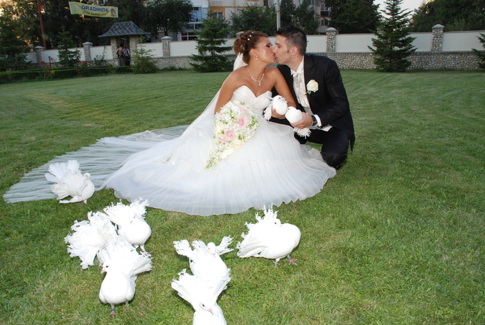 Inchiriem porumbei albi pentru nunta la cel mai mic pret !!! Tel.: 0767.509.208 - inchiriez porumbei albi