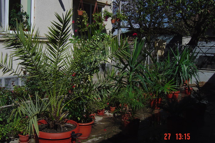 pregatirea pentru iarna - ALBUM NOU cu florile mele de camera in toamna lui 2010