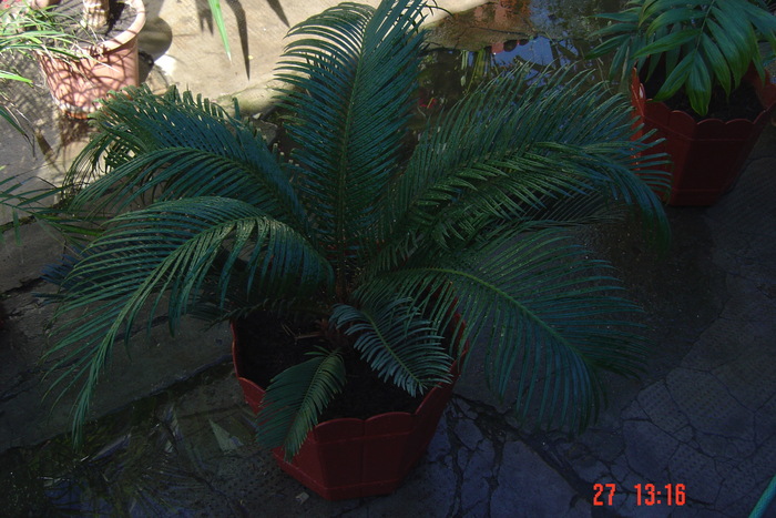 cycas - ALBUM NOU cu florile mele de camera in toamna lui 2010