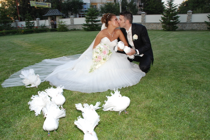 Inchiriem porumbei albi pentru nunta la cel mai mic pret !!! Tel.: 0767.509.208 - wedding pigeons