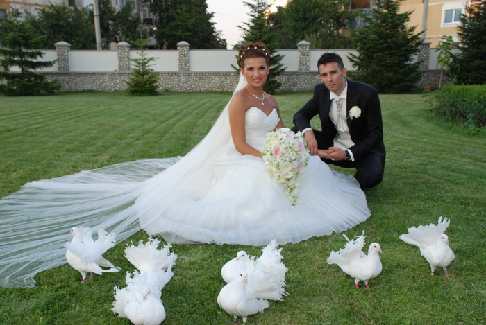Inchiriem porumbei albi pentru nunta la cel mai mic pret !!! Tel.: 0767.509.208 - white doves bucharest