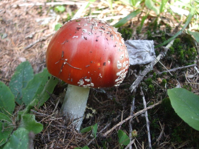 14 amanita muscaria - Ciuperci otravitoare si nu numai