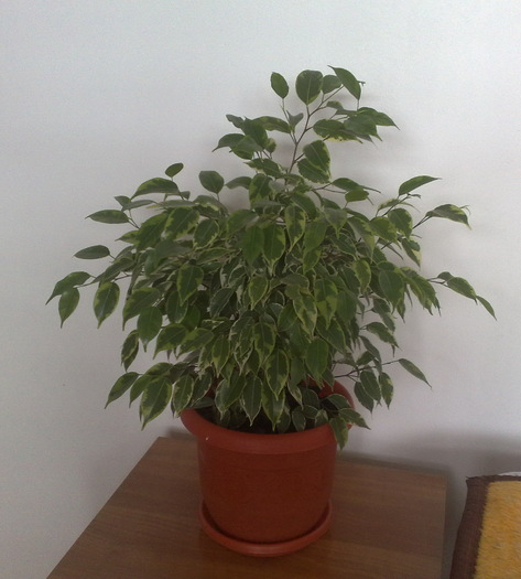ficus benjamin kinki - FLORILE MELE DRAGI