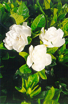 10 - imagini preluate