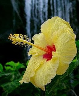 hibiscus