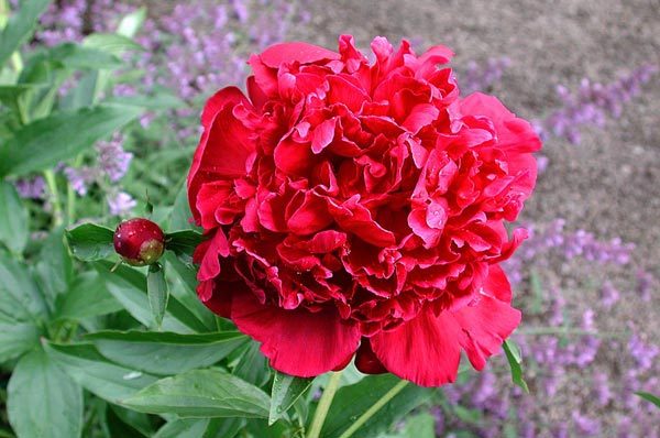 paeonia-lactiflora-felix-cr