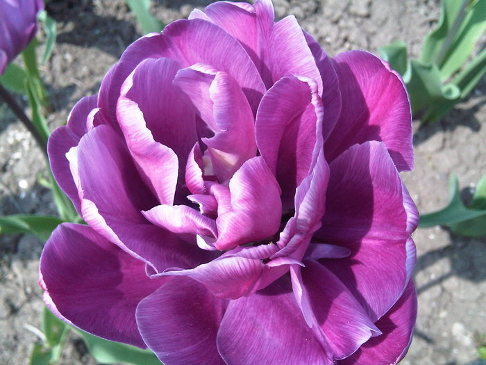 img00200-20100417-1445