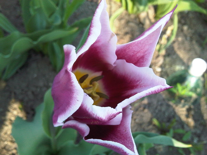 img00359-20100417-1711