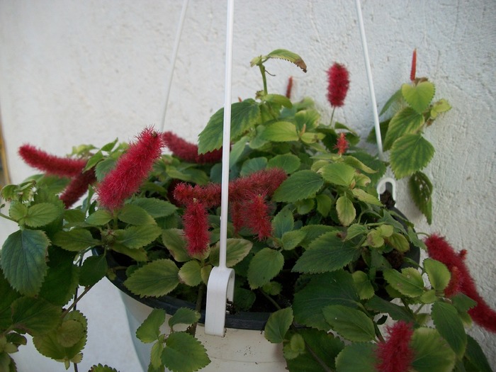 Acalypha repens pendula