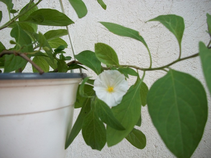 solanum jasminoides - 2010