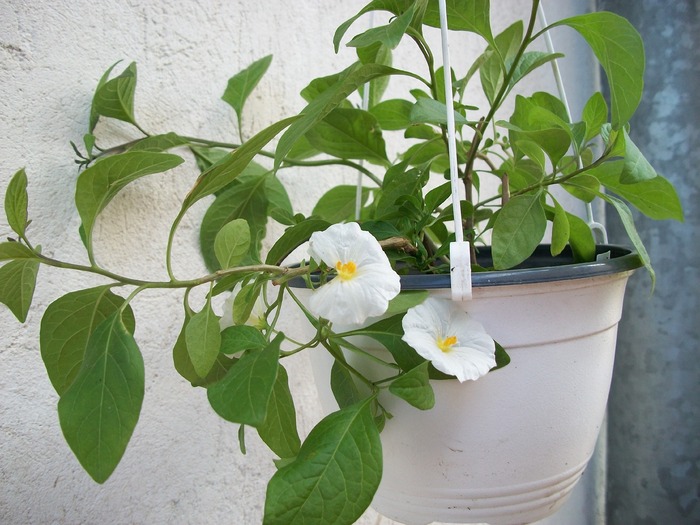 Solanum jasminoides - 2010