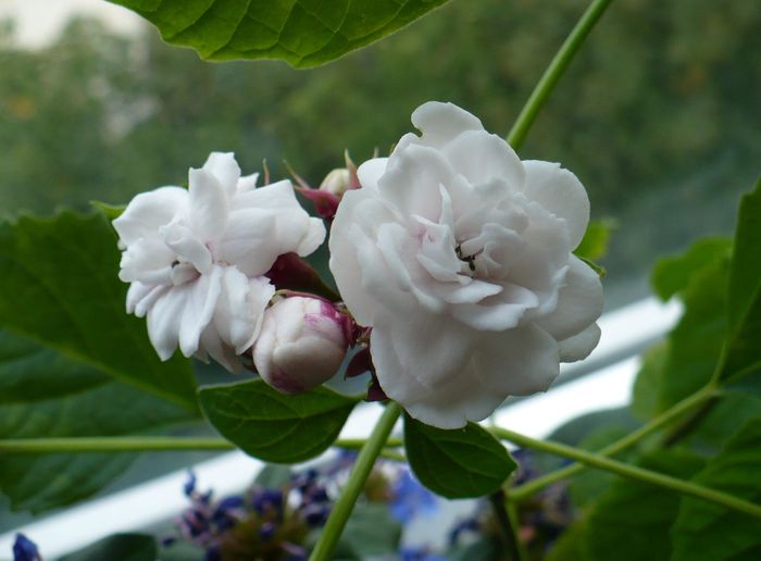 28 sep 2010 - Clerodendron 2010