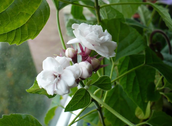 28 sep 2010 - Clerodendron 2010