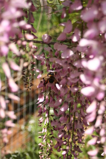 8wisteria2